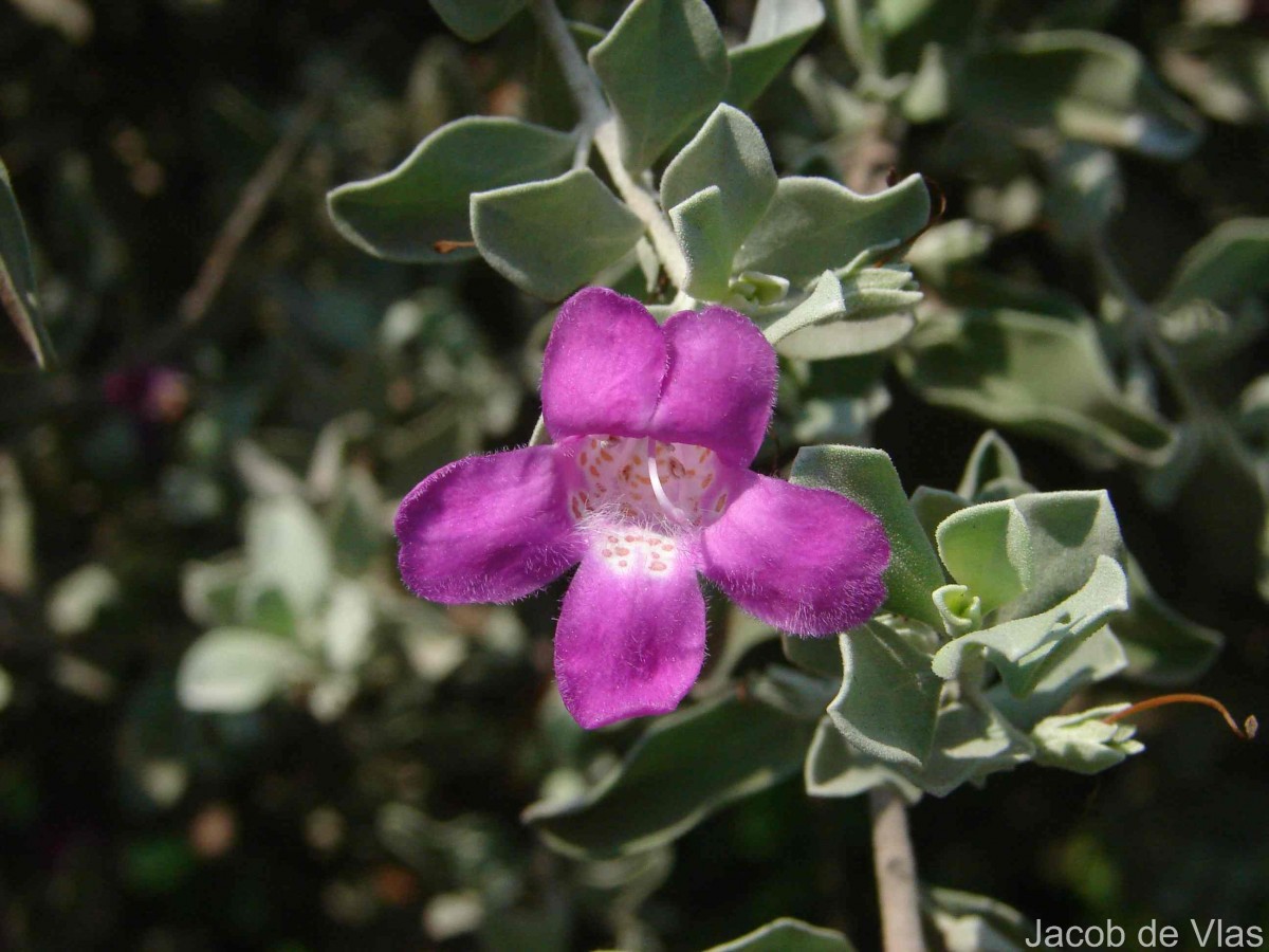 Leucophyllum frutescens (Berland.) I.M.Johnst.